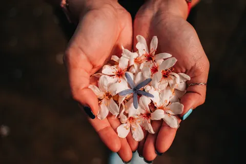Frangipani 4K Wallpaper · flowers · 3840×2560