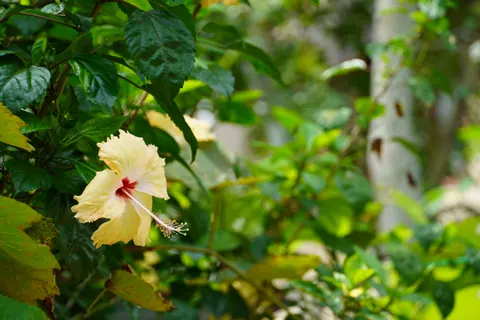 Frangipani 4K Wallpaper · flowers · 3840×2560