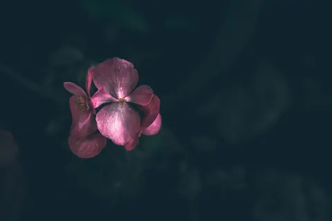 Frangipani 4K Wallpaper · flowers · 3840×2560