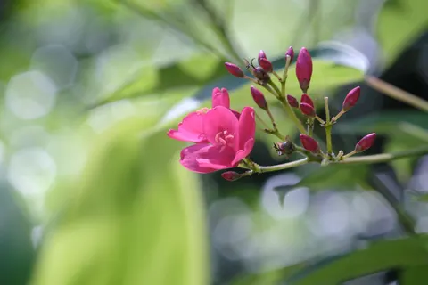 Frangipani 4K Wallpaper · flowers · 3840×2560