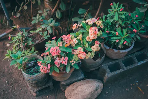 Frangipani 4K Wallpaper · flowers · 3840×2560