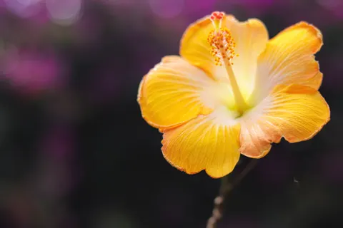 Frangipani 4K Wallpaper · flowers · 3840×2560