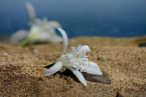 خلفية الفرانجيباني بدقة 4K · flowers · 3840×2560