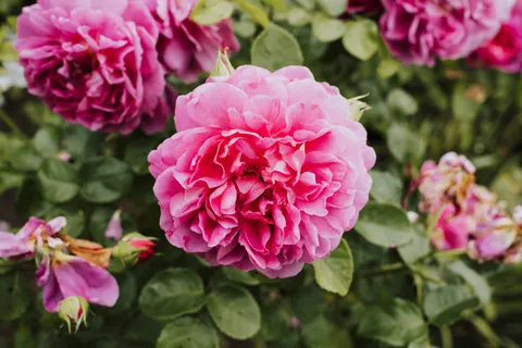 Rosengarten 4K Hintergrundbild · flowers · 3840×2560