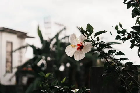 Sfondo Frangipani 4K · flowers · 3840×2560