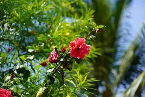 Frangipani 4K Wallpaper · flowers · 3840×2560