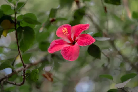 Sfondo Frangipani 4K · flowers · 3840×2560