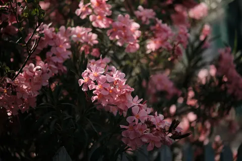 프랜지파니 4K 배경화면 · flowers · 3840×2560