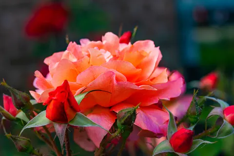 Rosengarten 4K Hintergrundbild · flowers · 3840×2563