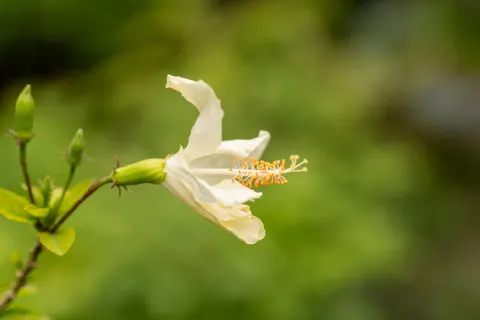 Frangipani 4K Wallpaper · flowers · 3840×2560