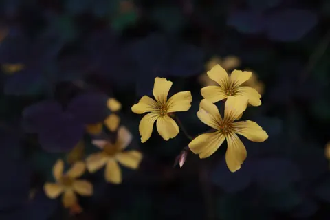 والپیپر گل یاس معطر فرانژیپانی با کیفیت 4K · flowers · 3840×2560