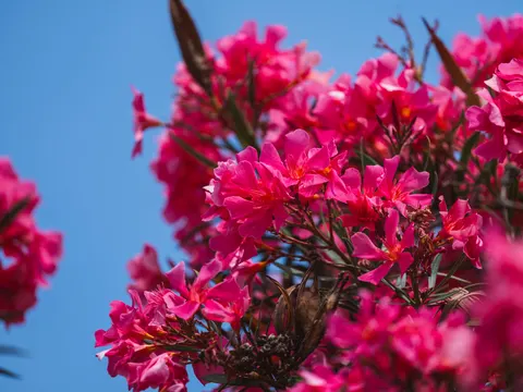 Frangipani 4K Wallpaper · flowers · 3840×2880