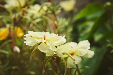 Frangipani 4K Wallpaper · flowers · 3840×2560