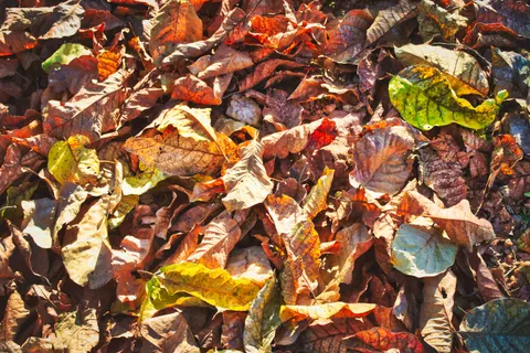 Autumn Leaves 4K Wallpaper · flowers · 3840×2560