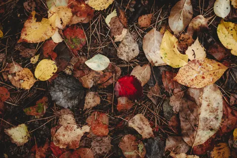 Autumn Leaves 4K Wallpaper · flowers · 3840×2560