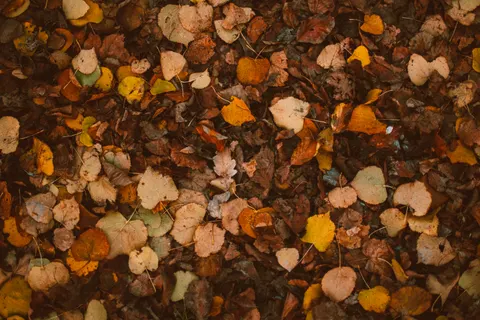 Autumn Leaves 4K Wallpaper · flowers · 3840×2560