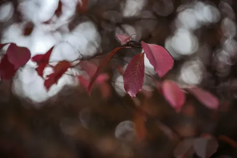 Autumn Leaves 4K Wallpaper · flowers · 3840×2560