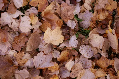 Autumn Leaves 4K Wallpaper · flowers · 3840×2560