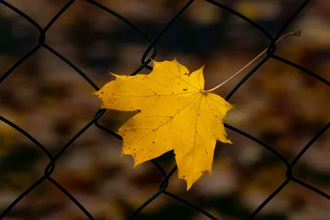 Autumn Leaves 4K Wallpaper · flowers · 3840×2560