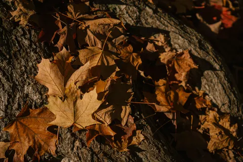 Autumn Leaves 4K Wallpaper · flowers · 3840×2560