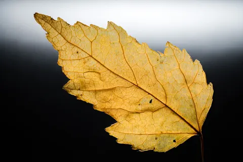 Autumn Leaves 4K Wallpaper · flowers · 3840×2560