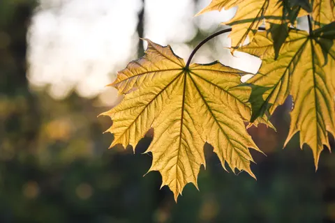 Autumn Leaves 4K Wallpaper · flowers · 3840×2560