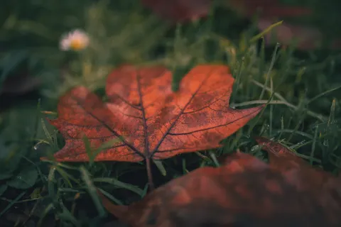Autumn Leaves 4K Wallpaper · flowers · 3840×2560