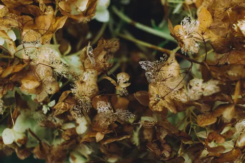 Autumn Leaves 4K Wallpaper · flowers · 3840×2560