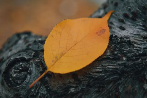 Autumn Leaves 4K Wallpaper · flowers · 3840×2560