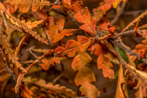 Autumn Leaves 4K Wallpaper · flowers · 3840×2560