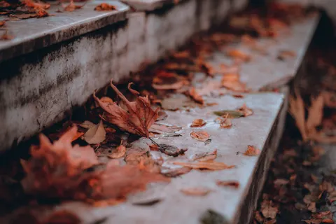 Autumn Leaves 4K Wallpaper · flowers · 3840×2563