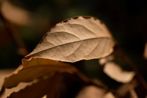 Autumn Leaves 4K Wallpaper · flowers · 3840×2561