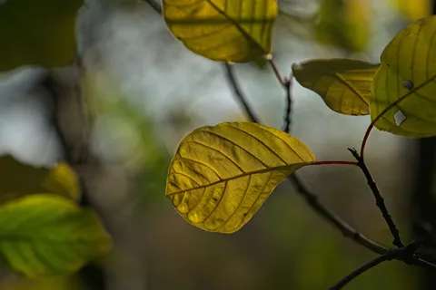 Autumn Leaves 4K Wallpaper · flowers · 3840×2561