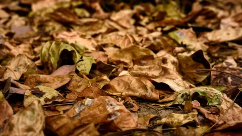 Autumn Leaves 4K Wallpaper · flowers · 3840×2161
