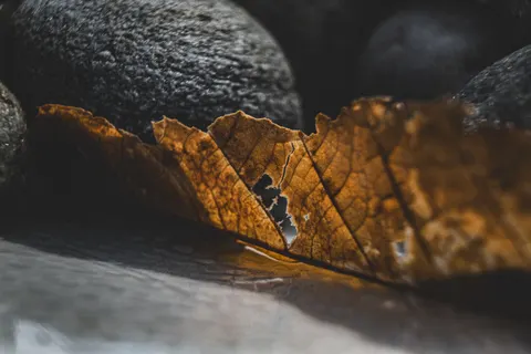 Autumn Leaves 4K Wallpaper · flowers · 3840×2560