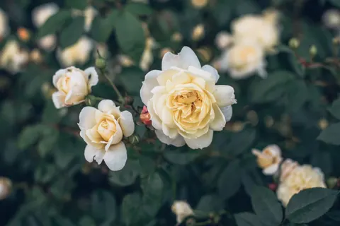 Rosengarten 4K Hintergrundbild · flowers · 3840×2563