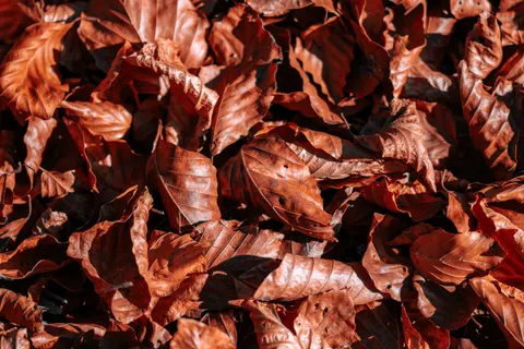 Autumn Leaves 4K Wallpaper · flowers · 3840×2560