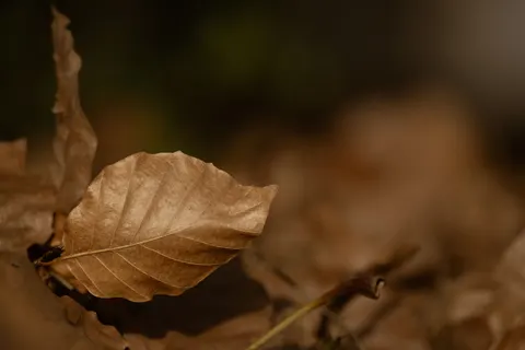 Autumn Leaves 4K Wallpaper · flowers · 3840×2560