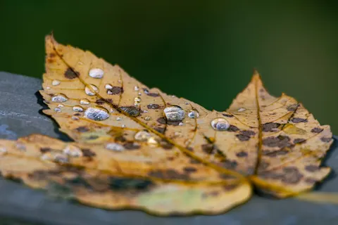 Autumn Leaves 4K Wallpaper · flowers · 3840×2560