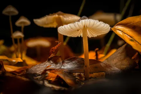 Autumn Leaves 4K Wallpaper · flowers · 3840×2560