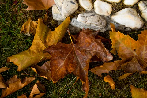 Sfondo Foglie d'autunno 4K · flowers · 3840×2560