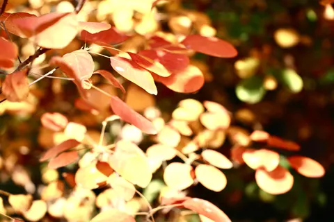 Обои Осенние листья 4K · flowers · 3840×2560