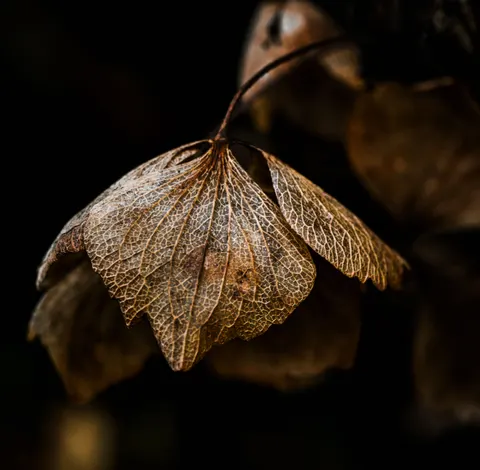 Autumn Leaves 4K Wallpaper · flowers · 3840×3763