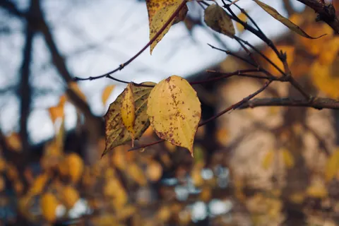 Autumn Leaves 4K Wallpaper · flowers · 3840×2560