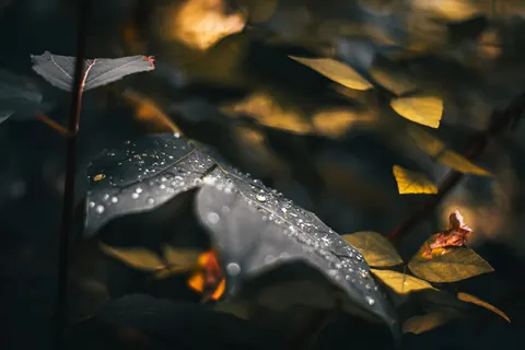Fondo de pantalla Hojas de otoño 4K · flowers · 3840×2563