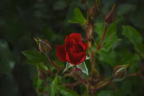 Rosengarten 4K Hintergrundbild · flowers · 3840×2560