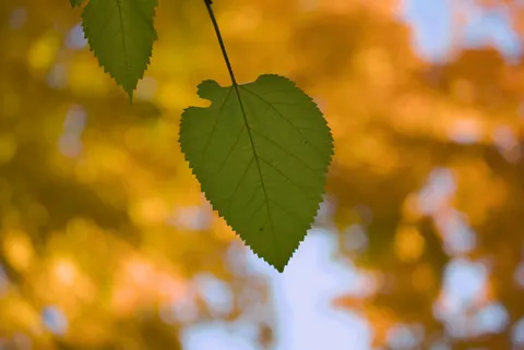 والپیپر برگ‌های پاییزی با کیفیت 4K · flowers · 3840×2566