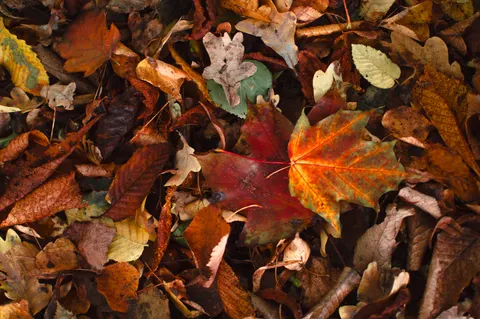 Autumn Leaves 4K Wallpaper · flowers · 3840×2553