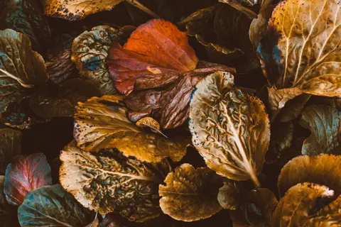 Autumn Leaves 4K Wallpaper · flowers · 3840×2560