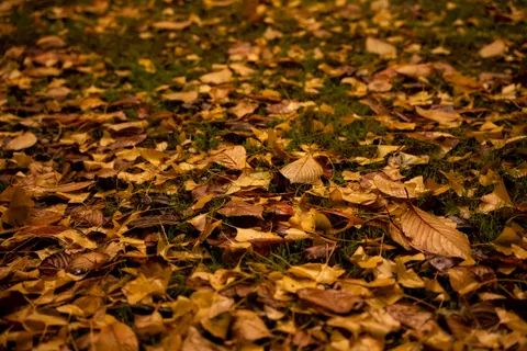 Autumn Leaves 4K Wallpaper · flowers · 3840×2560